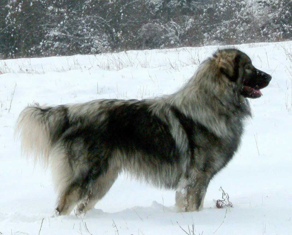 Карпатская овчарка фото https://www.mascotarios.org/de/sarplaninac/ Caucasian shepherd dog, Estrela moun