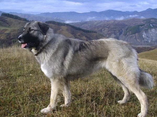 Карпатская овчарка фото All about Carpathian Sheepdog breed=romanian doggo Shepherd dog breeds, Caucasia