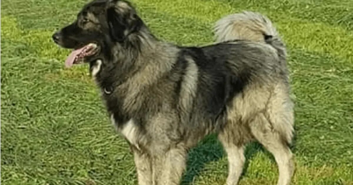 Карпатская овчарка фото Carpathian Shepherd Dog Breed Info, Guide & Care