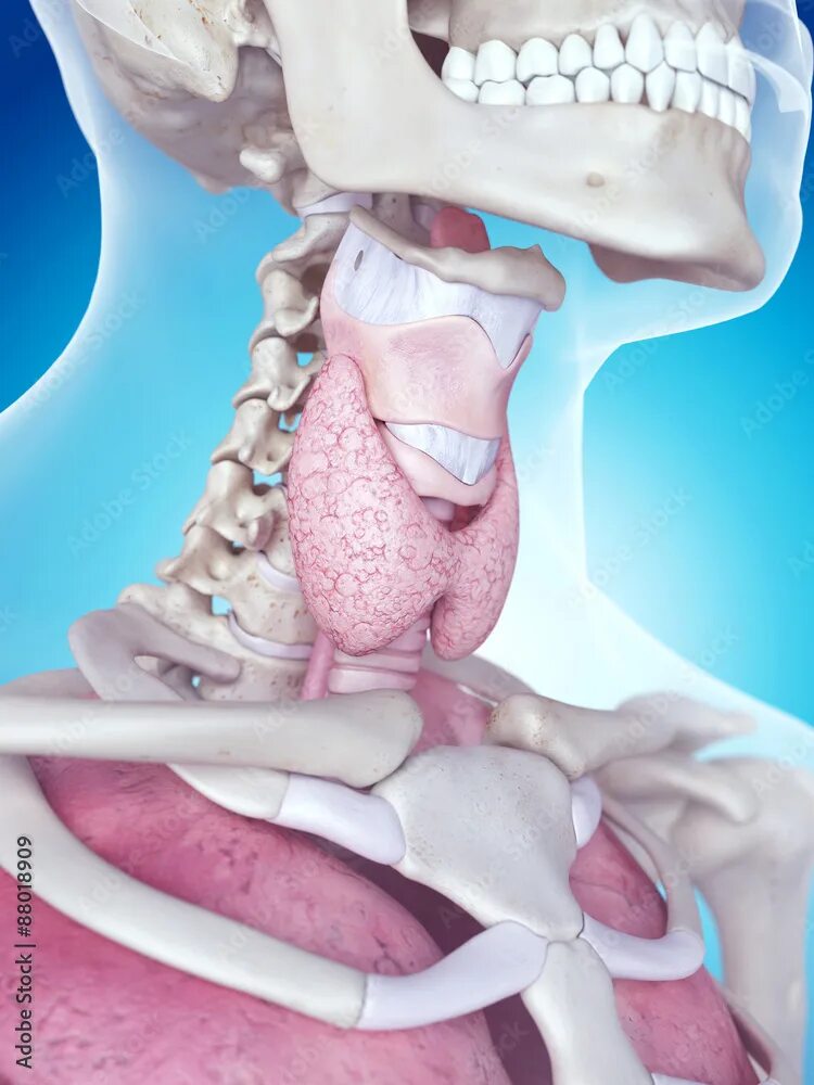 Карцинома горла фото medically accurate illustration of the larynx anatomy Иллюстрация Stock Adobe St