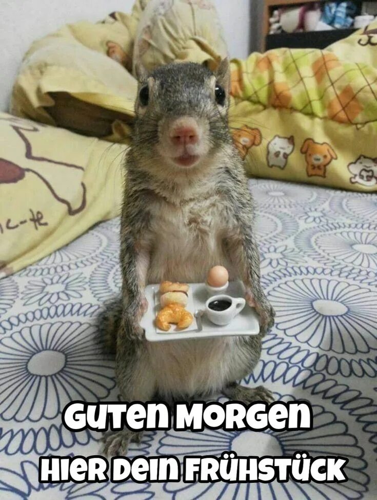 Картинка доброе утро прикольные фото Pin on Guten Morgen Cute squirrel, Squirrel funny, Squirrel pictures
