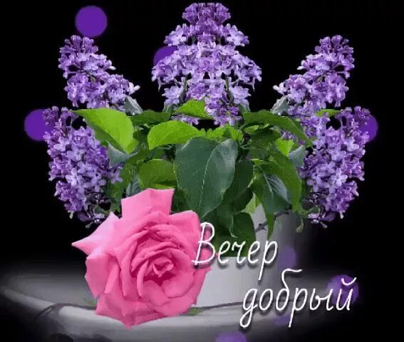 Картинка добрый весенний вечер женщине Фотография Flowers, Plants, Rose