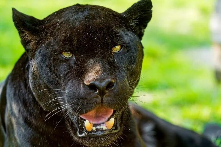 Картинка хищники животные Female black jaguar, Salzburg zoo Photo by Tambako Photography Panther pictures,