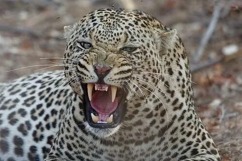 Картинка хищники животные male Leopard between mating sessions (Kruger NP)