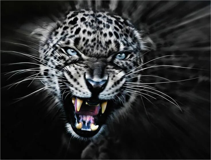 Картинка хищники животные via 500px / Too Close by Paul Keates) Animals beautiful, Animals wild, Wild cats