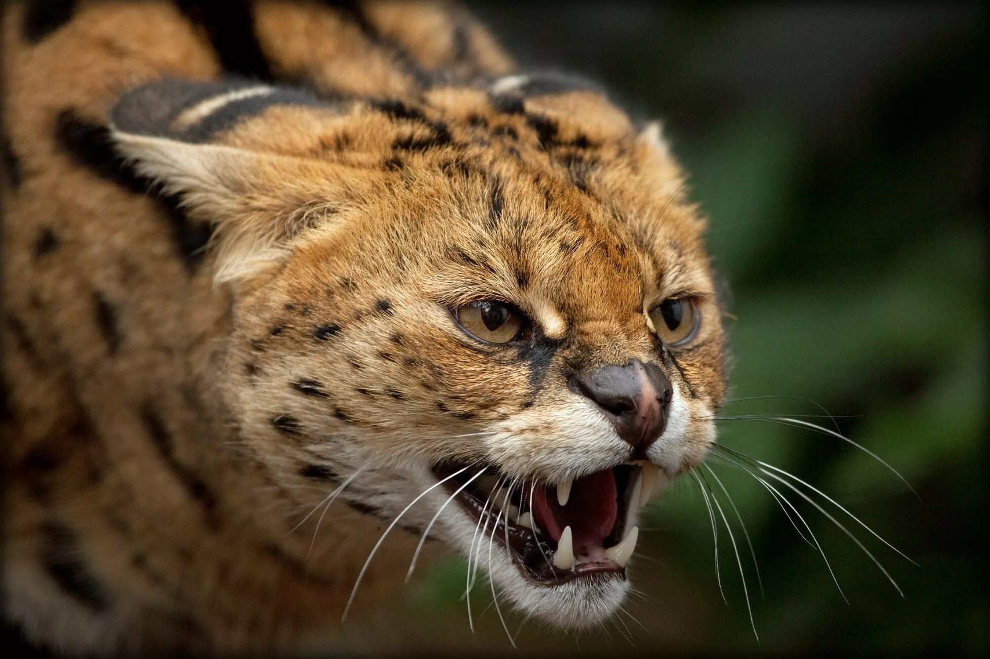 Картинка хищники животные African serval cat, Serval cats, Cats