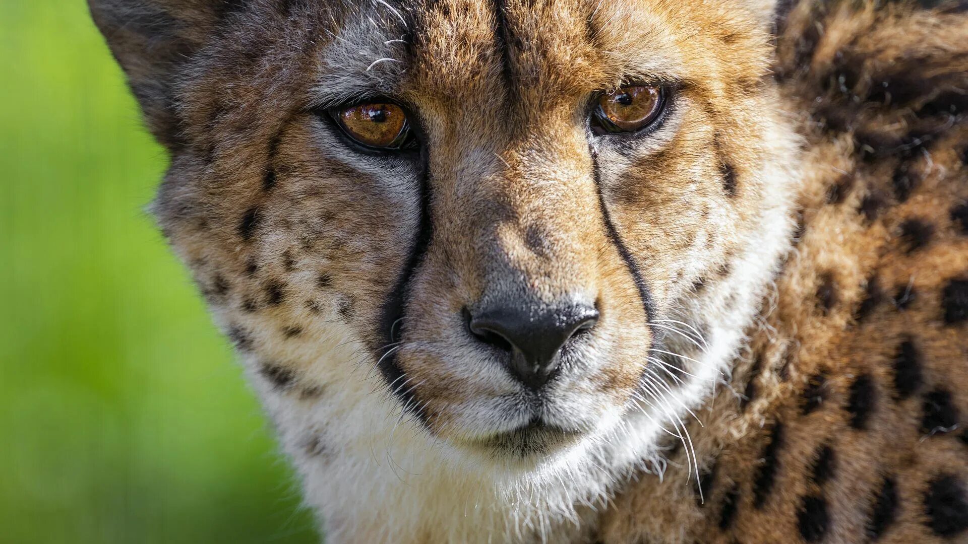 Картинка хищники животные Download wallpaper 1920x1080 cheetah, big cat, predator, animal, eyes full hd, h