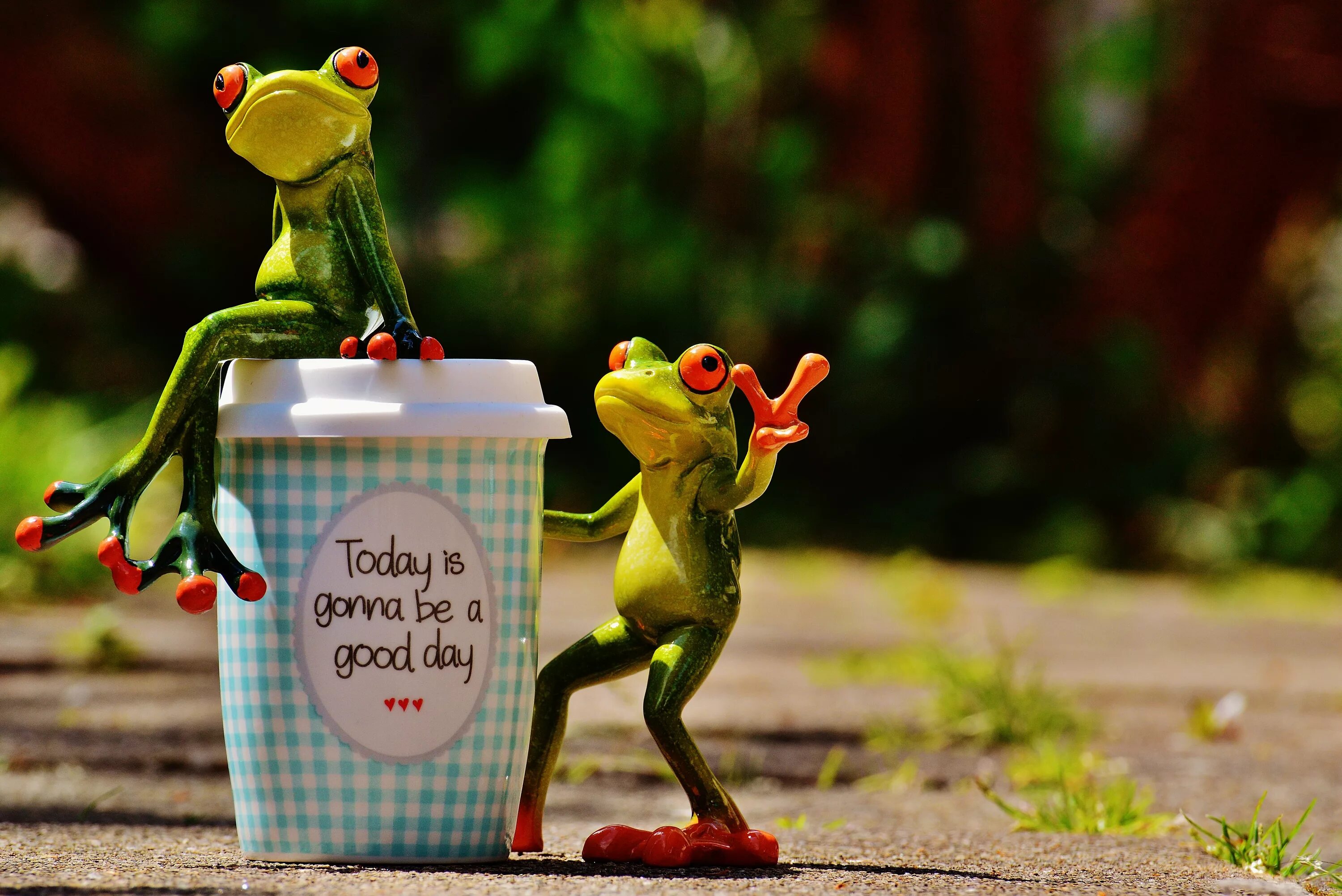 Картинка хорошего дня прикольная для настроения Free Images : coffee, sweet, flower, cute, cup, green, frog, smile, laugh, start