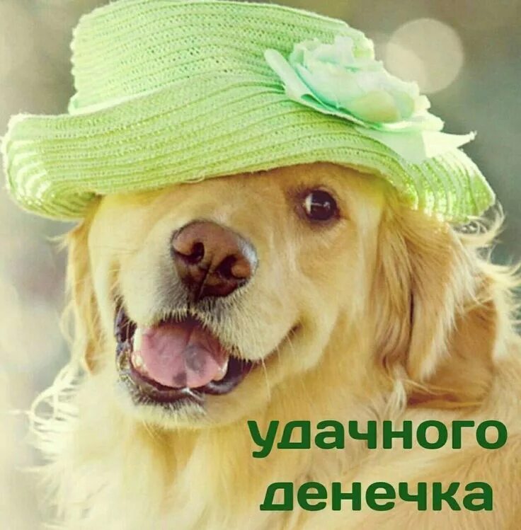 Картинка хорошего дня собаки Pin on Доброго дня Baby dogs, Cute animals, Cute dogs