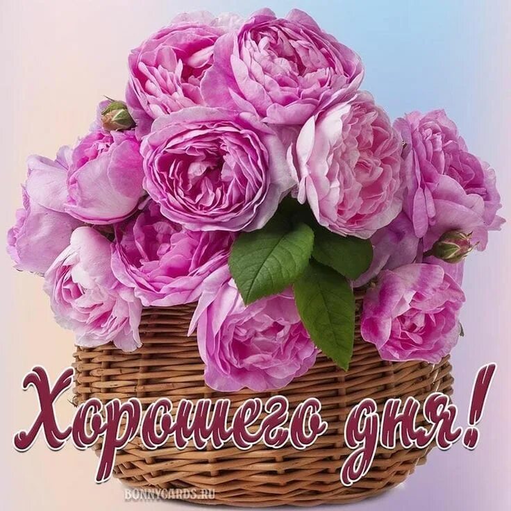 Картинка хорошего дня женщине Pin on Добрий ранок Flowers, Decorative wicker basket, Rose