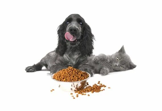 Картинка корм для животных Six Signs it’s Time to Change Your Pet’s Food Pets, Dogs, Dog conditioner