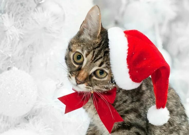 Картинка кота новый год Holiday Christmas Animal Cute Photography Cat Red Santa Hat Wallpaper Christmas 