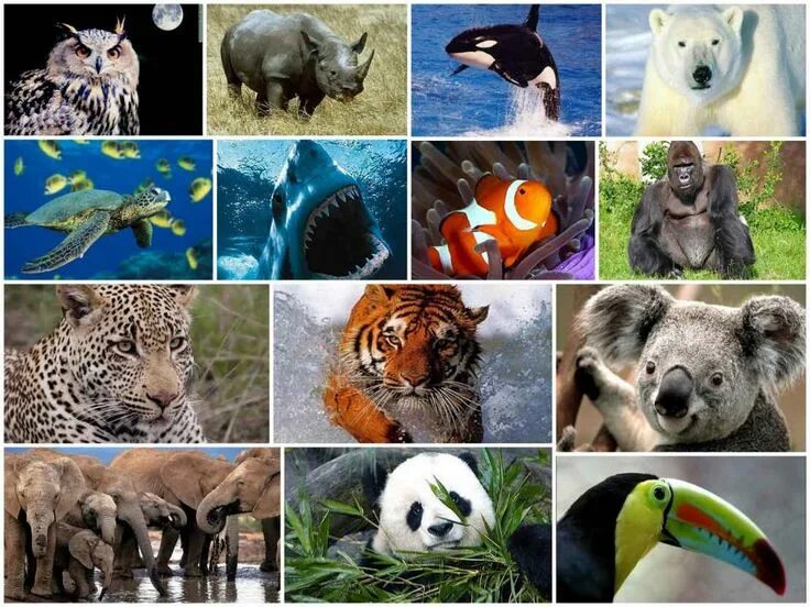 Картинка многообразие животных animales en peligro de extinción 2016 y 2017: animales en peligro de extincion (