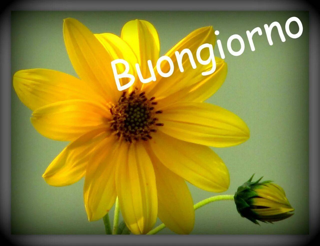 Картинка на итальянском хорошего дня Buongiorno Good morning, Plants