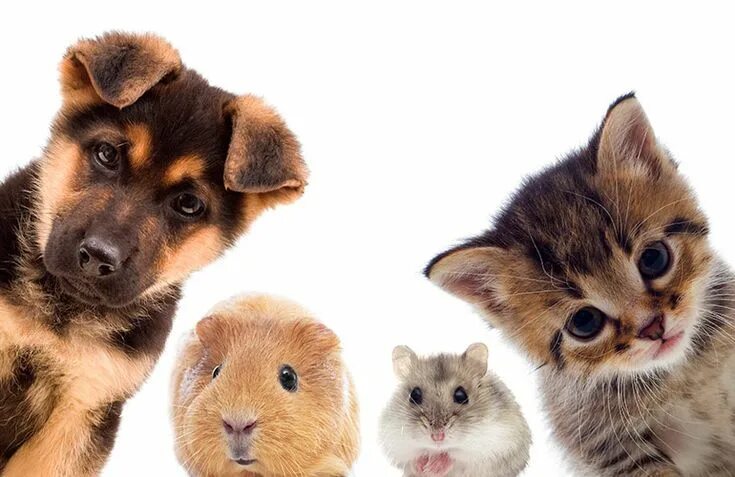 Картинка надпись домашние животные How to choose the perfect pet for your family Guinea pigs, Dog care, Puppy pictu