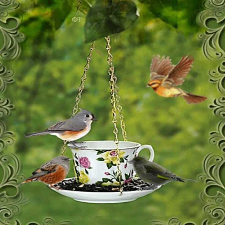 Картинка пожелание доброго утра с птичкой Pin on All Creatures Great and Small Beautiful birds, Pretty birds, Nature gif