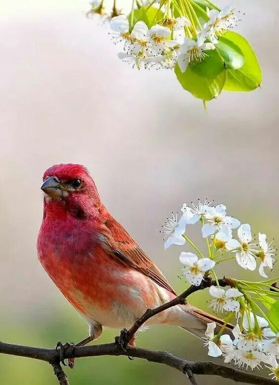 Картинка пожелание доброго утра с птичкой Mountain Rider Colorful birds, Bird, Beautiful birds