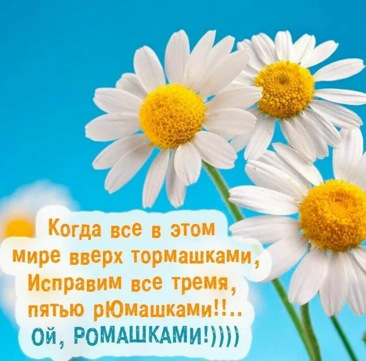 Картинка позитив с красивым пожеланием Pin by Светлана on Ромашковое настроение Russian humor, Humor, Jokes