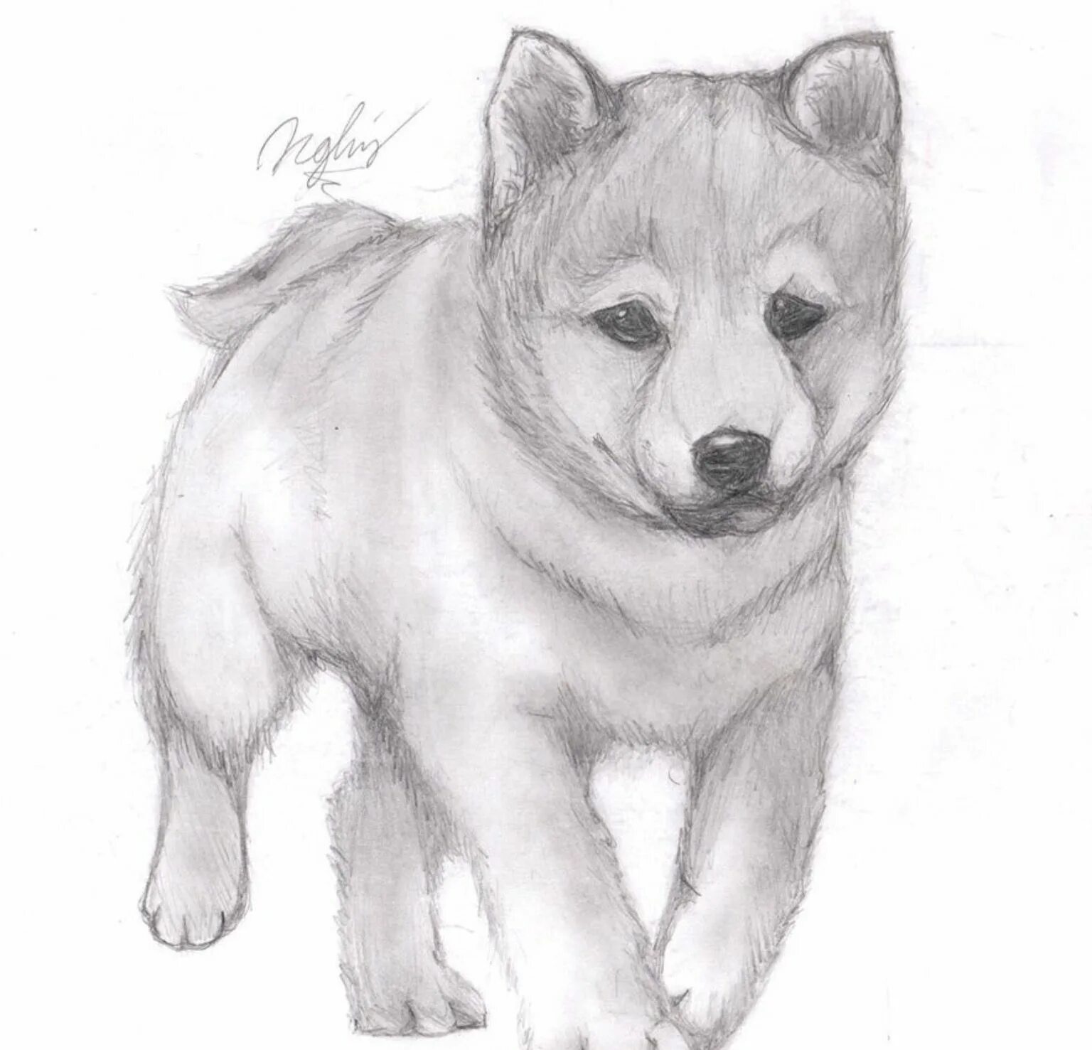 Картинка про животных нарисовать Pin de sci em Drawings Desenhos de animais fofos, Desenhos de cães, Desenho de a