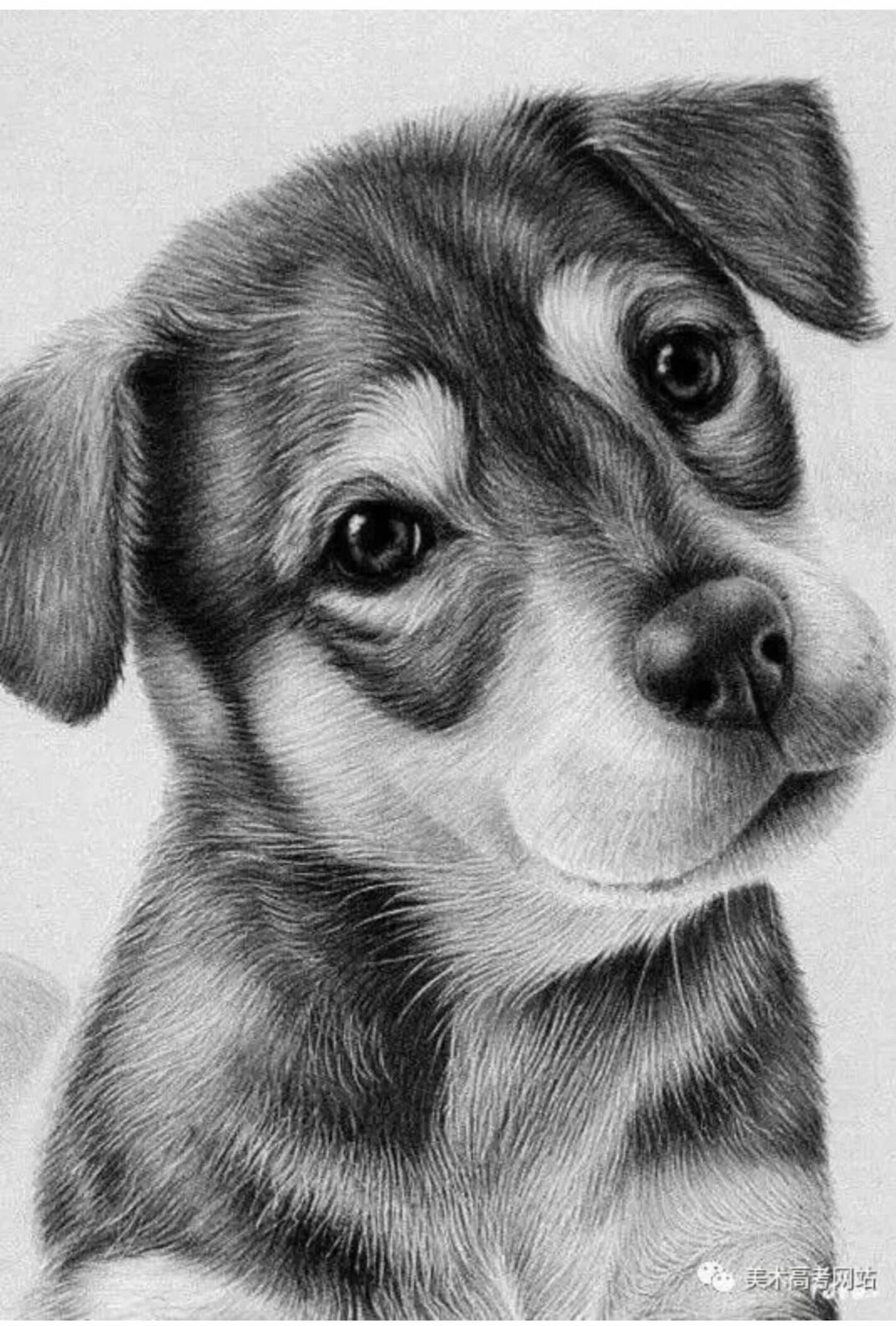 Картинка про животных нарисовать Pin by ROC 中 國 人 on Sketch Dog pencil drawing, Pencil drawings of animals, Reali