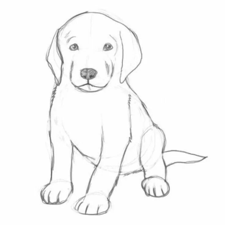 Картинка про животных нарисовать Pin on Рисуем Cute dog drawing, Dog drawing simple, Puppy drawing easy