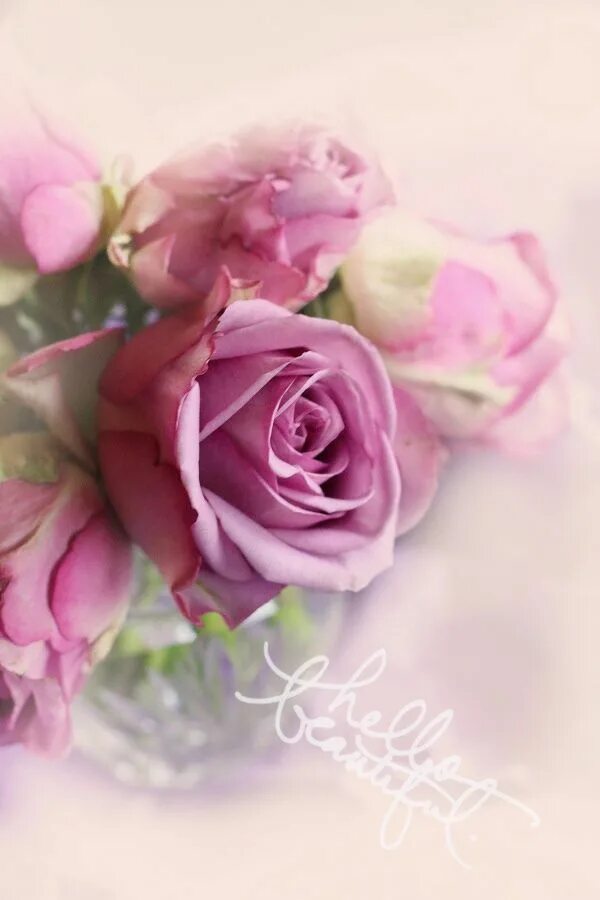 Картинка с днем рождения девушке нежная Log in Tumblr Raindrops and roses, Beautiful roses, Romantic flowers