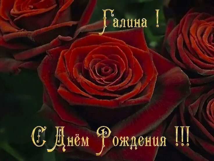 Картинка с днем рождения галя красивые Галина! С Днём Рождения!!! Flowers, Rose, Plants