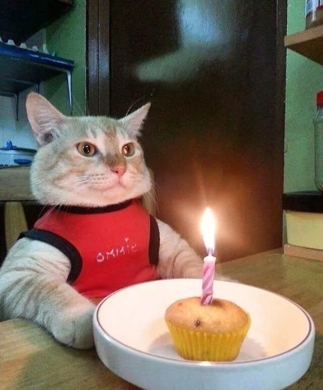 Картинка с днем рождения мем Happy birthday #catloversclub Cat birthday, Funny animals, Cats