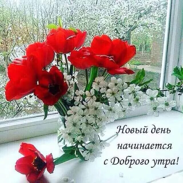 Картинка с новым днем и добрым утром Pin on Доброе утро, вечер и день Flowers, Good morning, Greetings