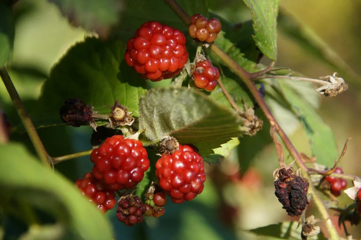 Картинка ягода фото Free Images : branch, fruit, berry, flower, ripe, food, red, harvest, produce, e