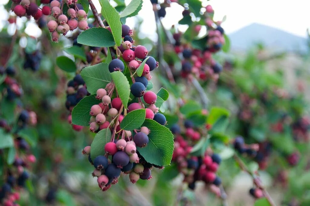 Картинка ягода фото In eastern Washington, wild Saskatoons ( Amelanchier alnifolia )-aka western ser