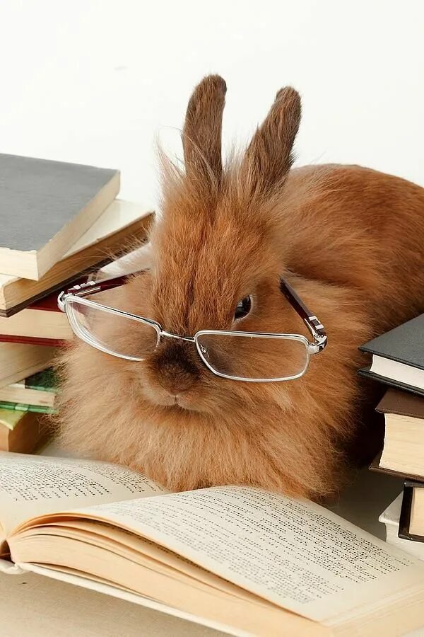 Картинка животное учится Reading is a great way to get more intelligent. Pet rabbit, Rabbit, Pet bunny