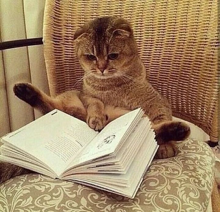 Картинка животное учится Pin on Cats and reading Cat reading, Baby cats, Cats