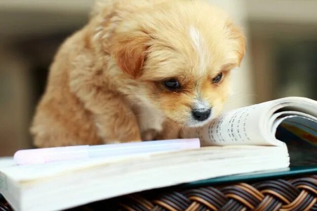 Картинка животное учится 25 Animals Who Are Excited About Going Back To School Dog cat, Puppies, Cute ani