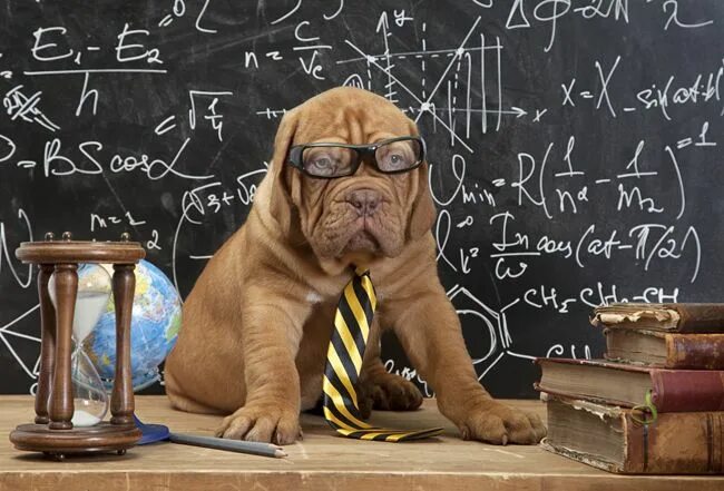 Картинка животное учится How Smart is Your Dog? Smart dog, Dogs, Dog facts
