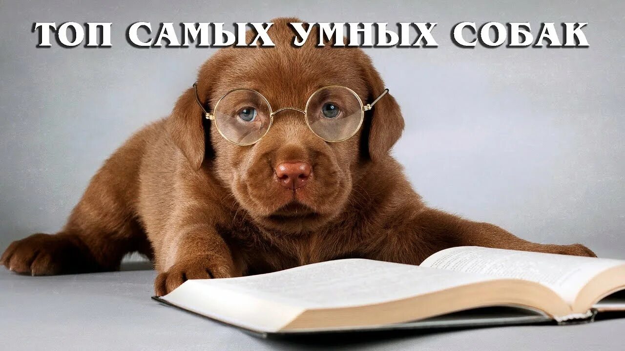 Картинка животное учится Самые умные и способные породы собак Интересные факты про собак - YouTube