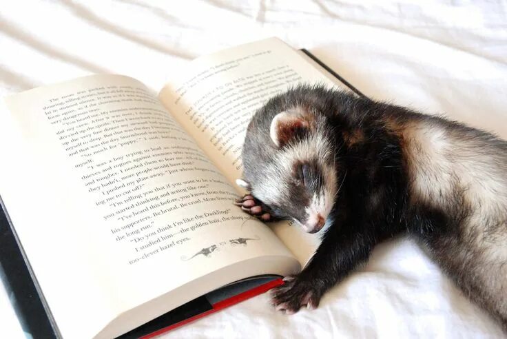 Картинка животное учится I've wanted a ferret ever since I met a girl with a ferret on a leash when I was