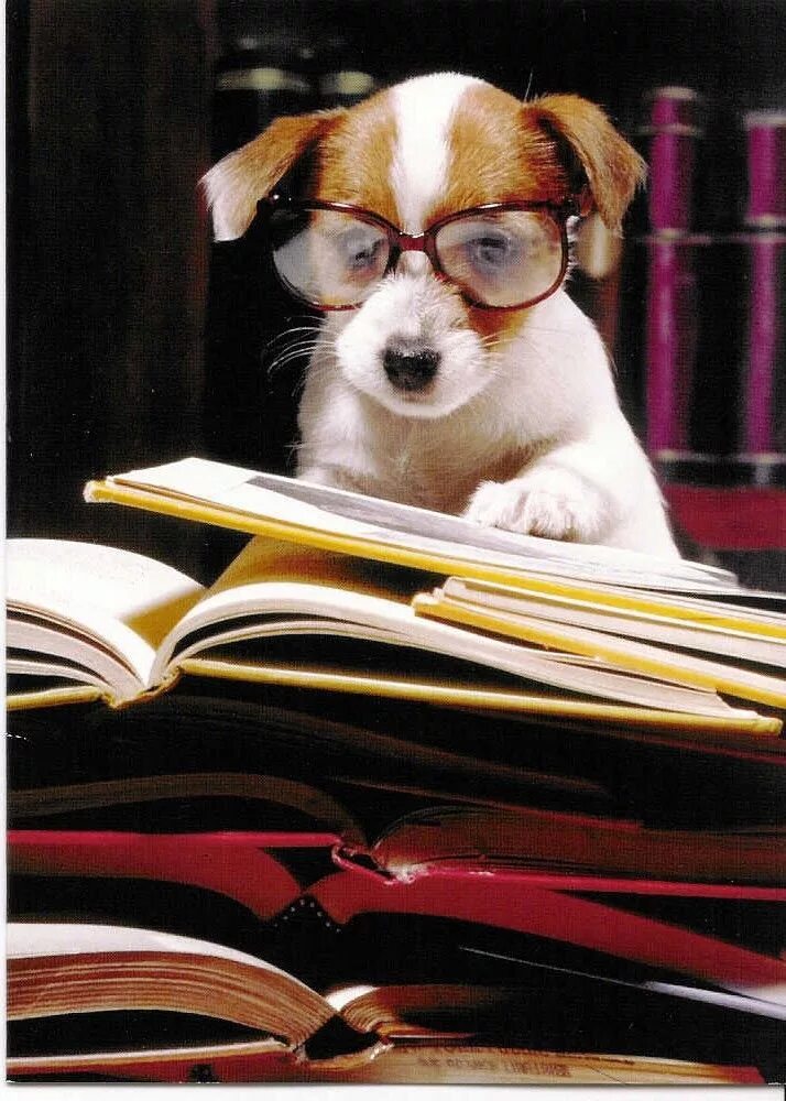Картинка животное учится Pin on Things I Love ♥ - Puppy Jack russell, I love dogs, Animals
