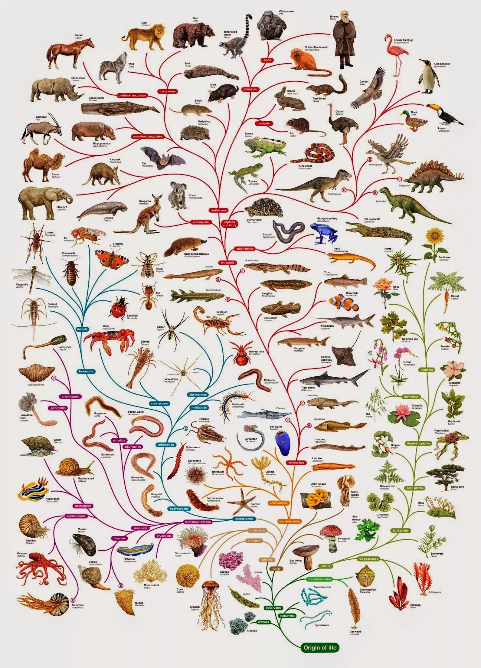 Картинка животных организмов Sign in Phylogenetic tree, Darwin tree of life, Theory of evolution