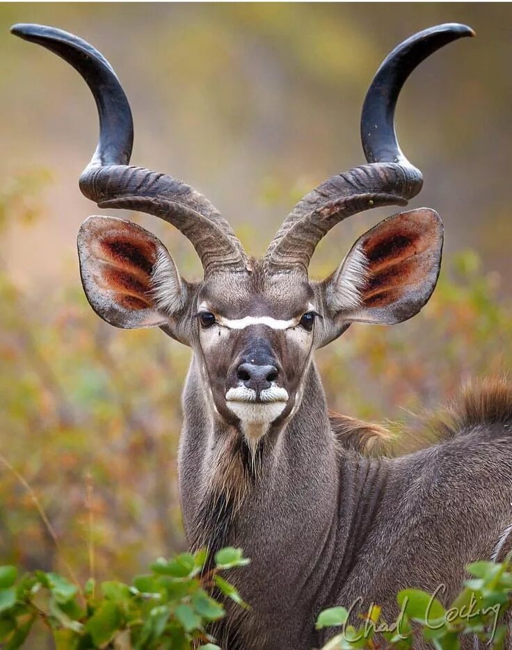 Картинка животных организмов Beautiful Kudu African animals, Nature animals, Animals wild