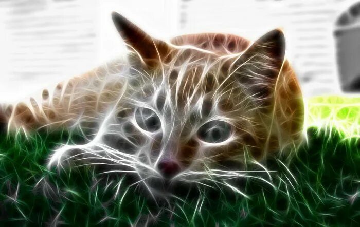 Картинки 3д животные Pin on Neon Cat portraits, Cats, Animals