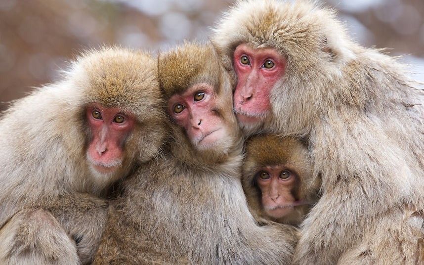 Картинки 4 животных Pin by José Oliveira on MONKEYS Animals, Animals beautiful, Animal photography