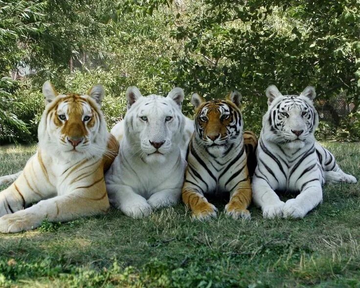 Картинки 4 животных 4 types of tigers Majestic animals, Cute wild animals, Animals beautiful