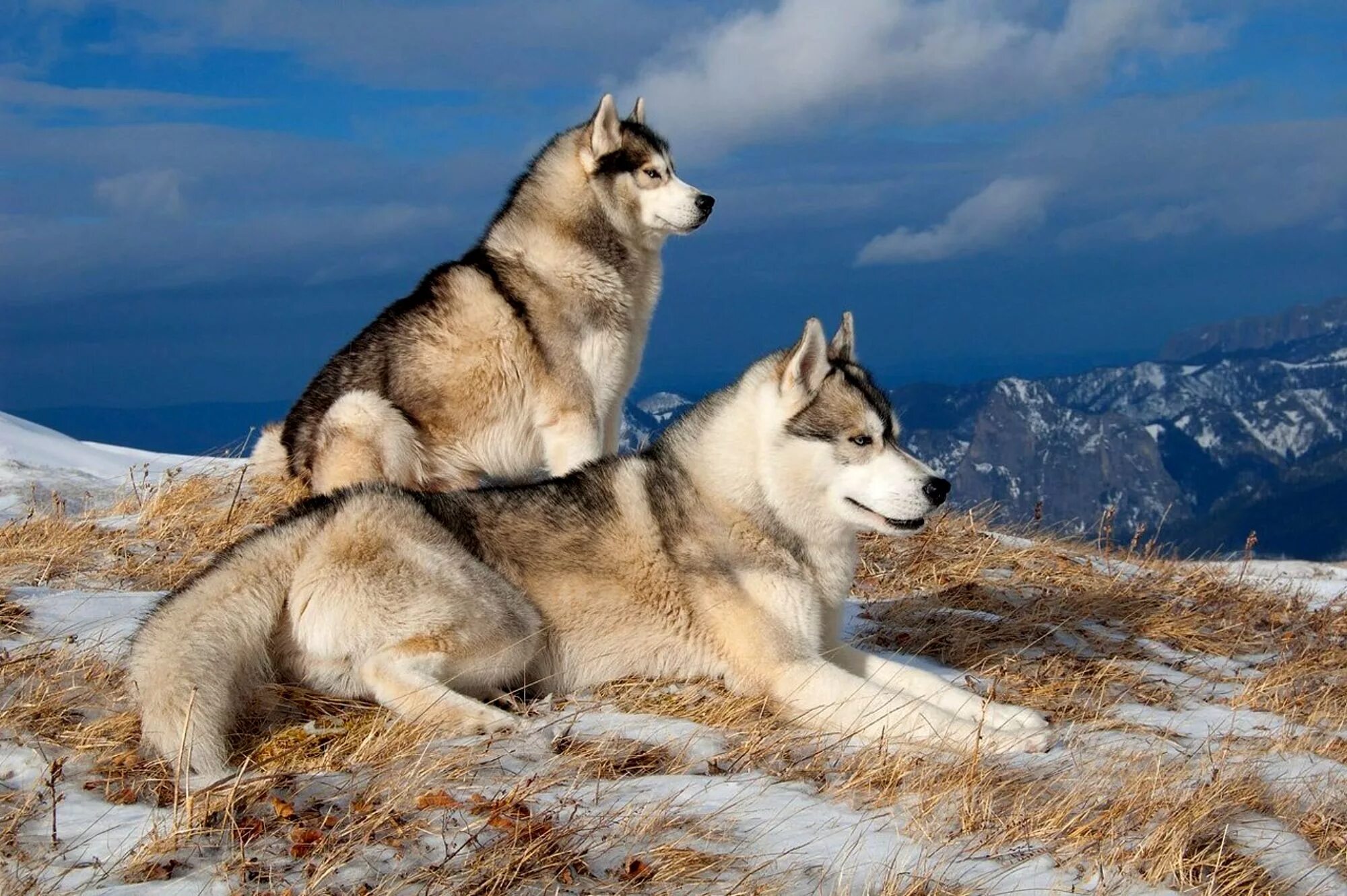 Картинки 4 животных Dog Husky Mountain Snow Winter hd wall - KDE Store