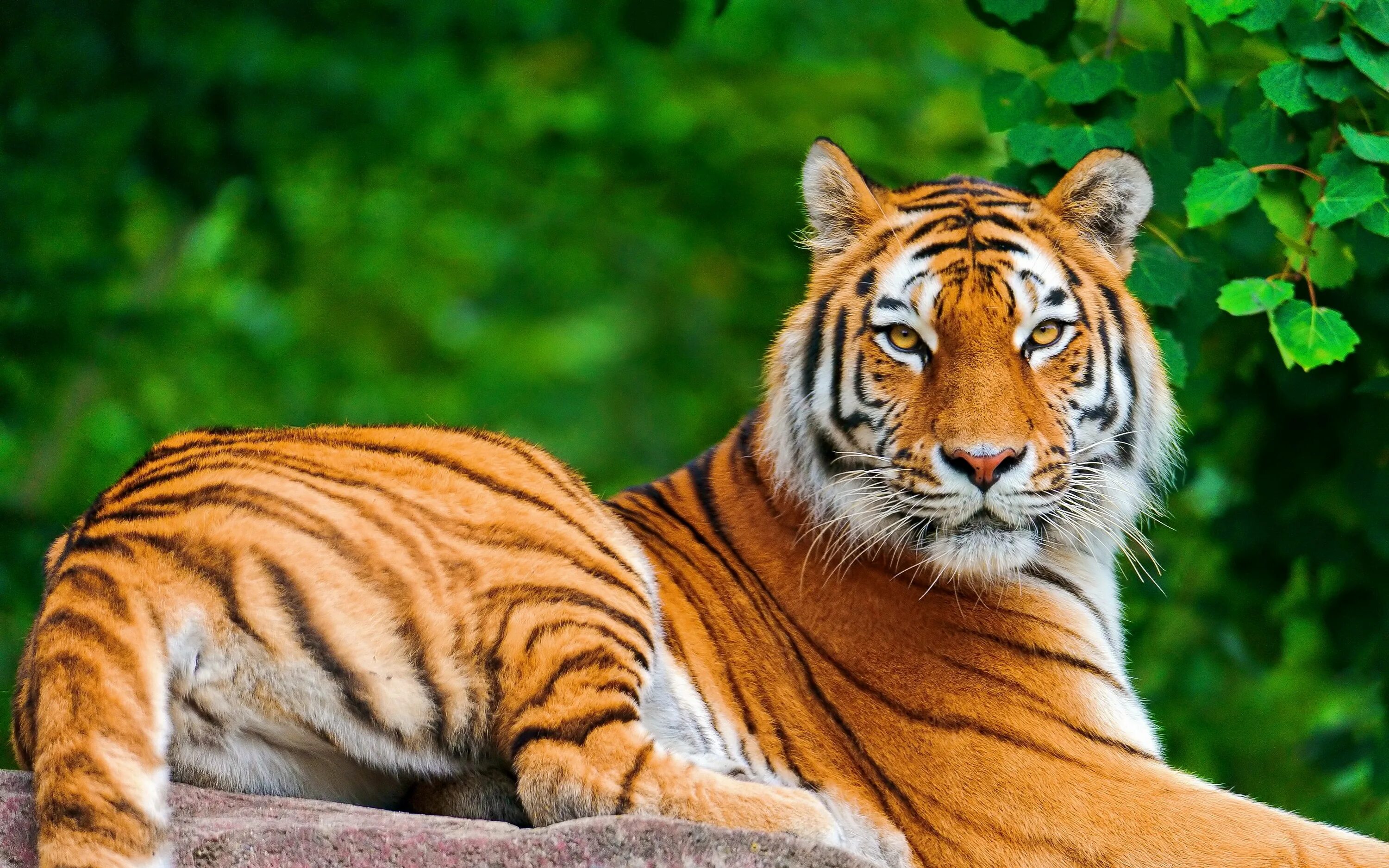 Картинки 7 животных Download wallpaper 3840x2400 tiger, big cat, carnivore, lie, stone 4k ultra hd 1