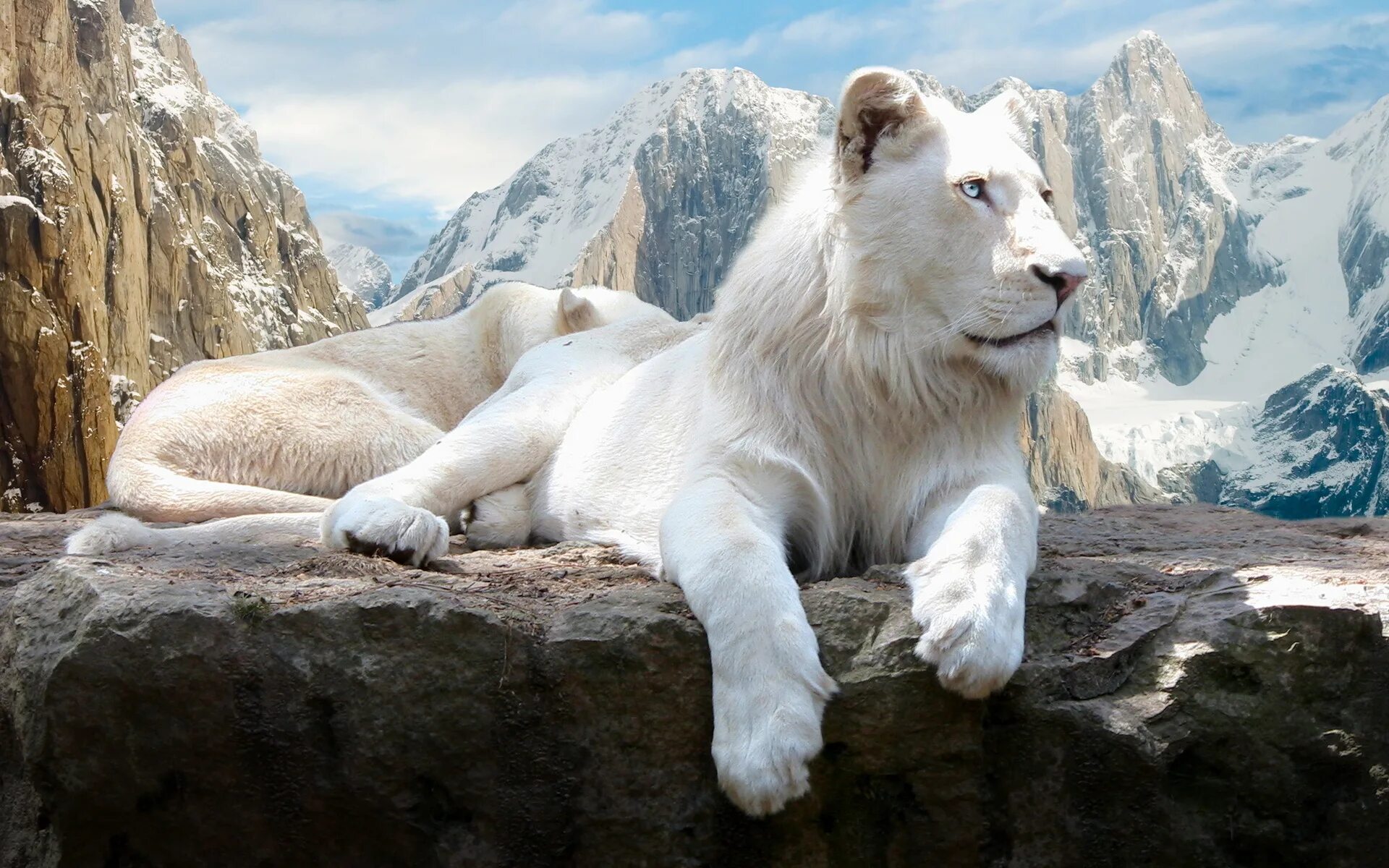 Картинки а4 животные White Lion Desktop wallpapers 600x382