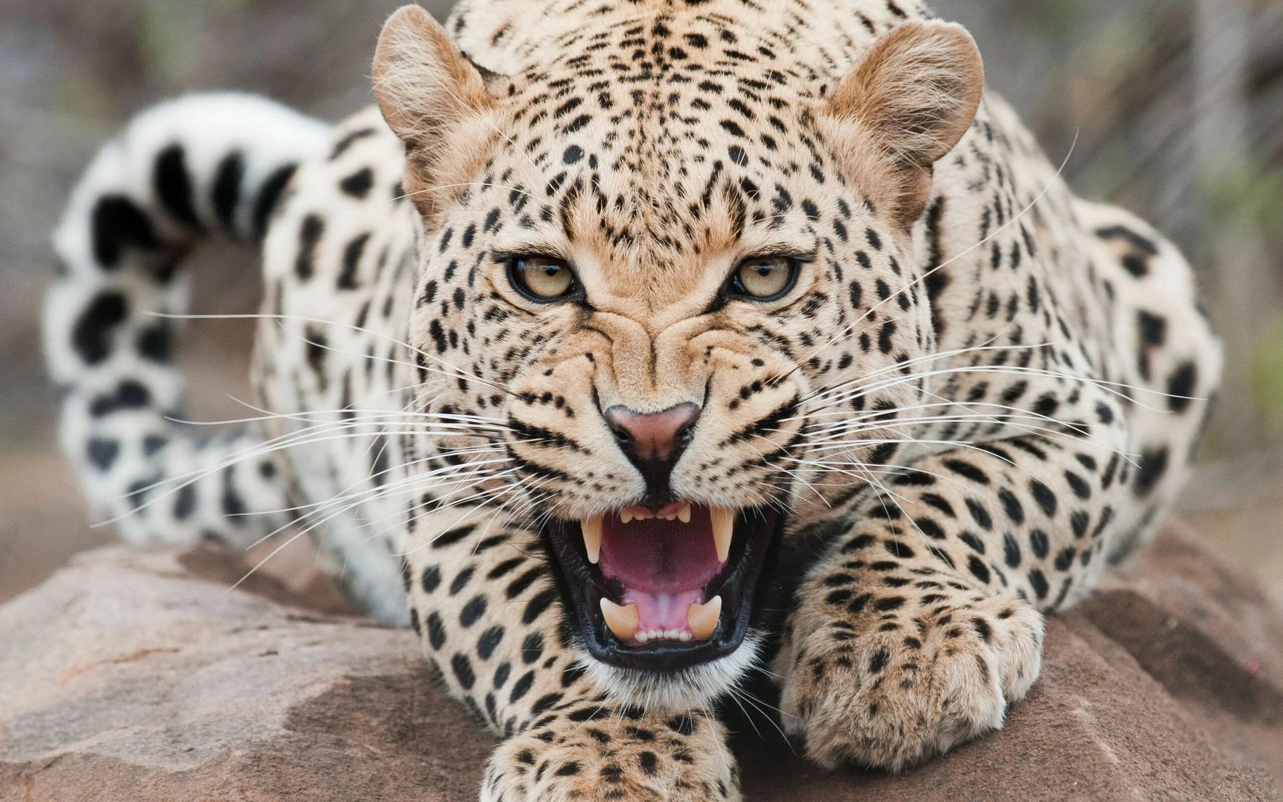 Картинки а4 животные naturaleza Wild animal wallpaper, Wild cats, Animal mashups