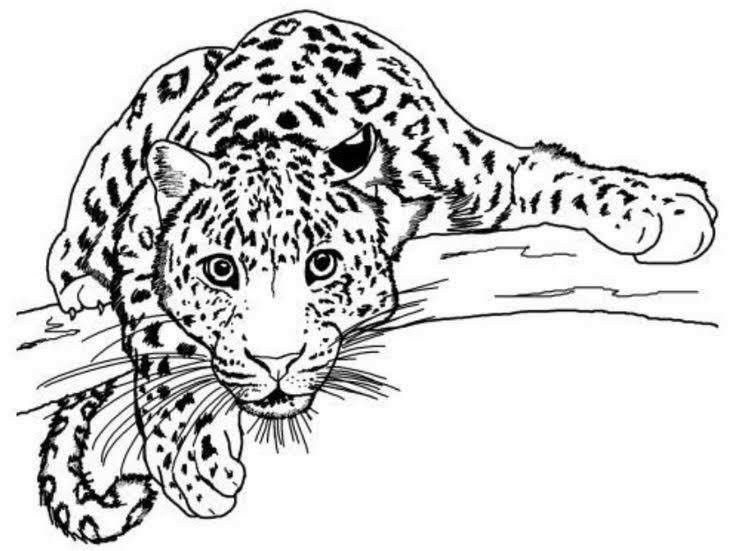 Картинки а4 животные Pin on Artesanato Animal coloring books, Farm animal coloring pages, Animal colo