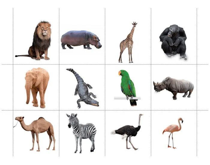 Картинки а4 животные Упізнай тварину Quiz