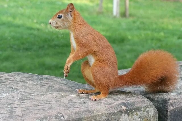 Картинки белки животные Squirrel Animals Wild - Free photo on Pixabay Animals wild, Animals, Squirrel